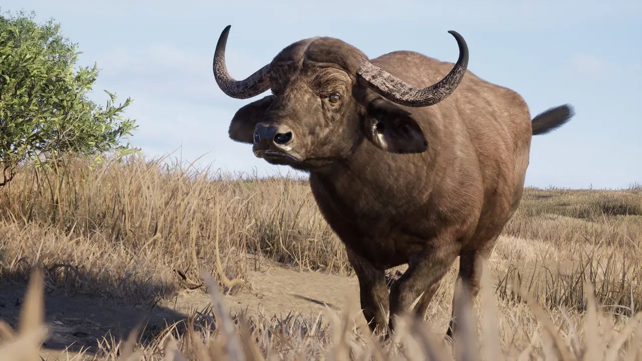 Cape buffalo standing in dry grass on the Kilimaya Reserve
